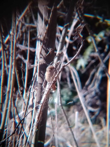 Sun, 3/6/2022 Birding report at 国立科学博物館附属自然教育園 (港区, 東京)