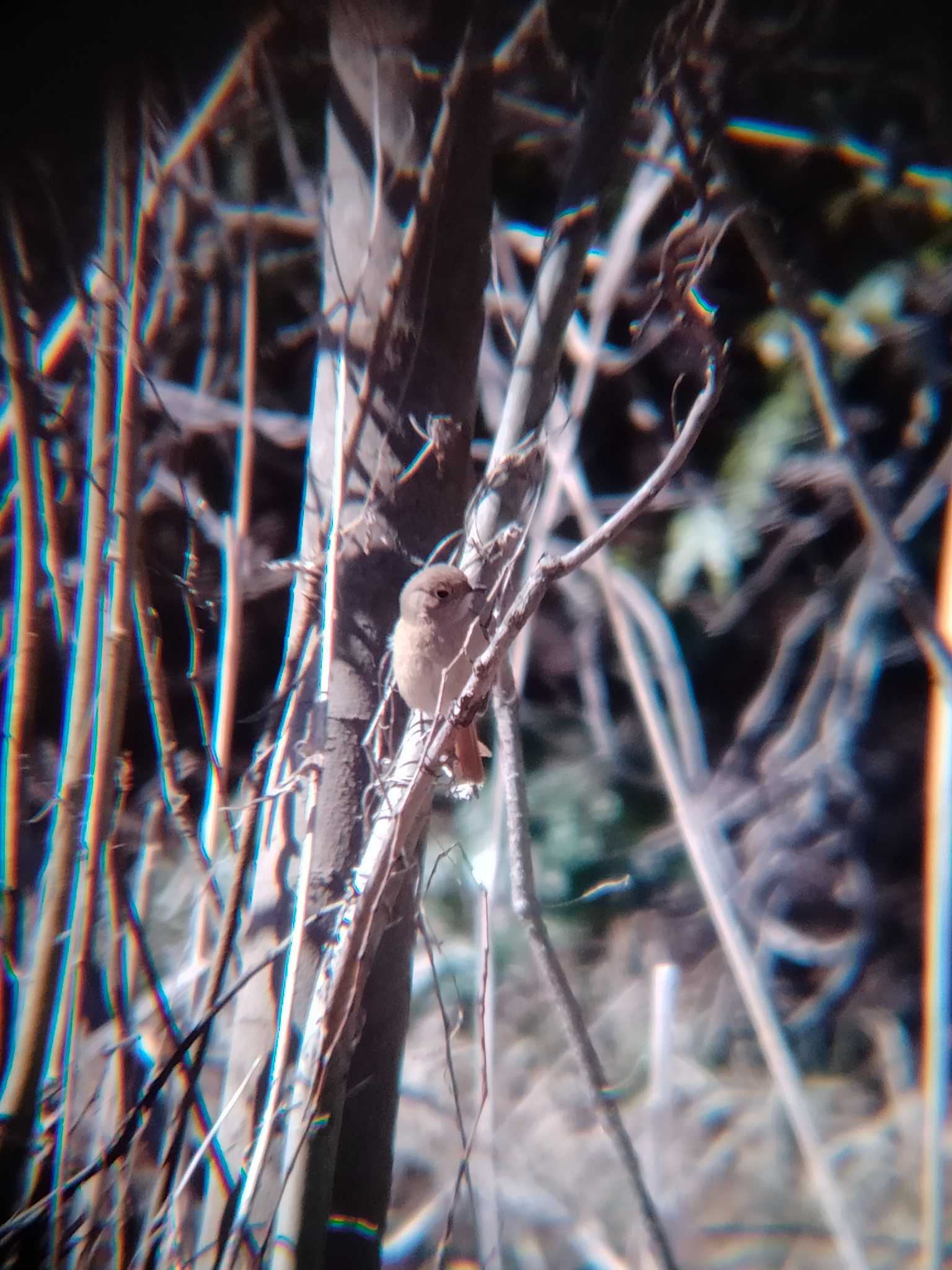 Daurian Redstart