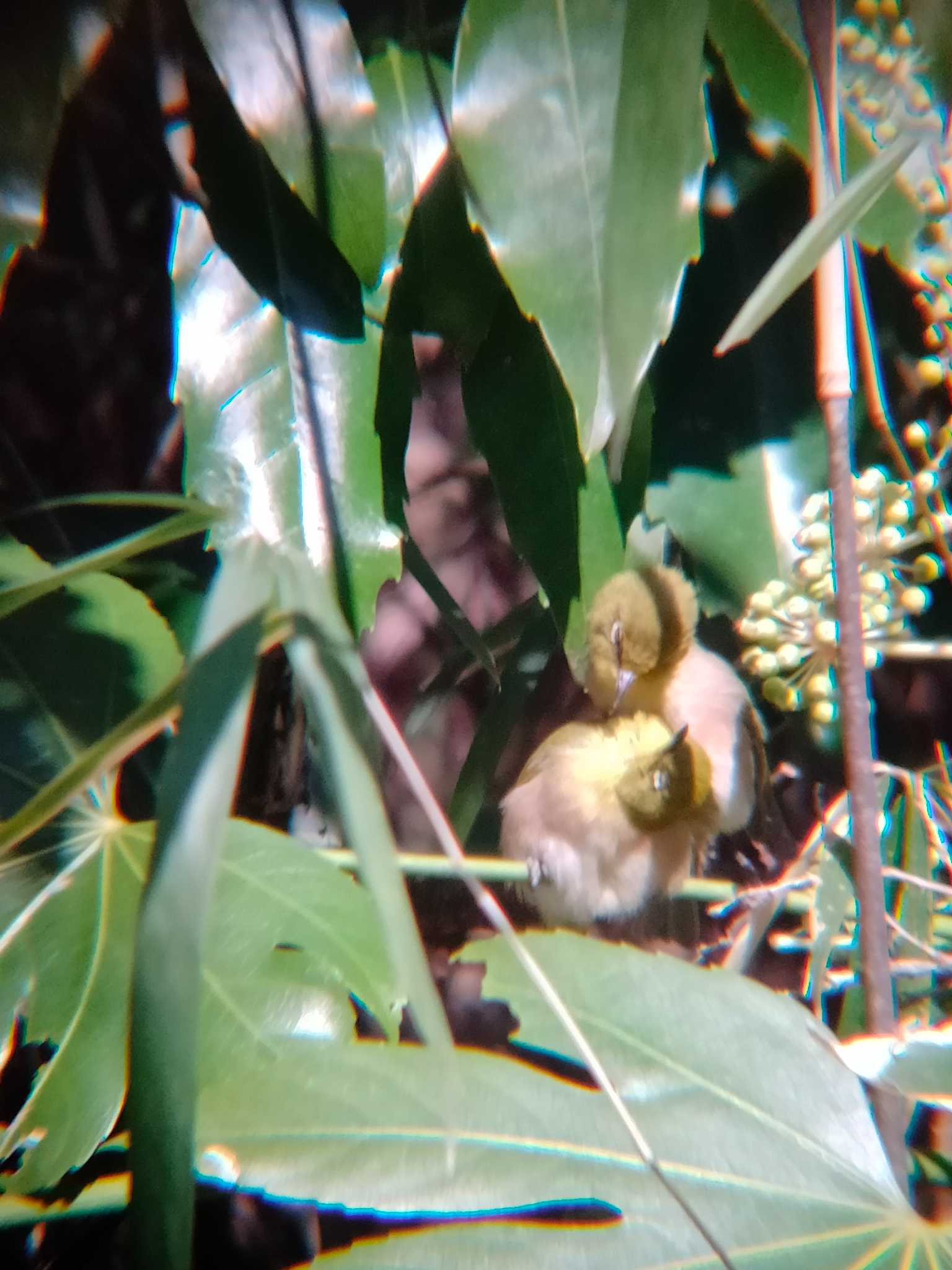 Warbling White-eye