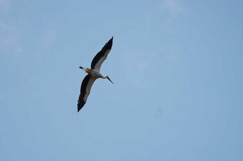 Sun, 3/6/2022 Birding report at 松江市下佐陀町