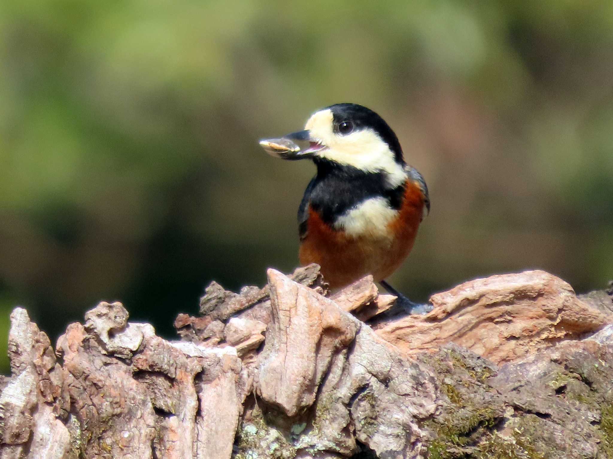 Varied Tit