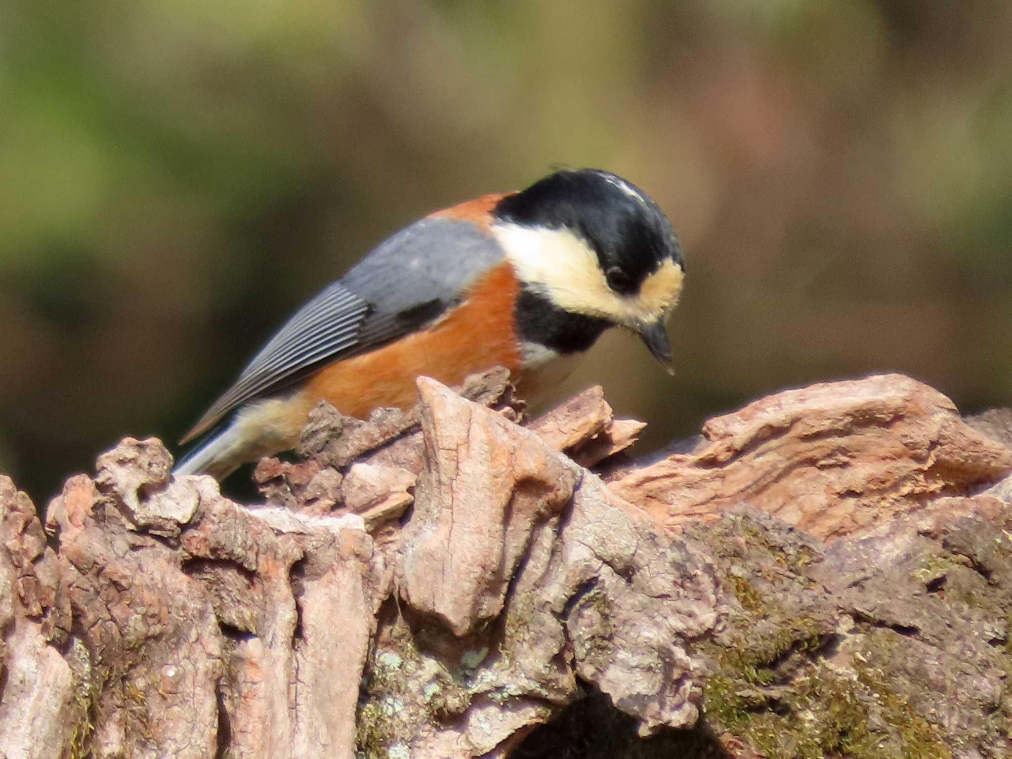 Varied Tit