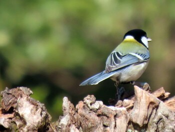 シジュウカラ 愛知県森林公園 2022年3月5日(土)