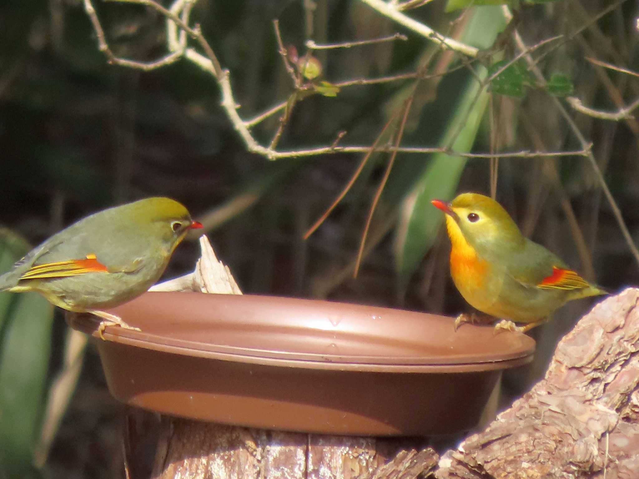 Red-billed Leiothrix