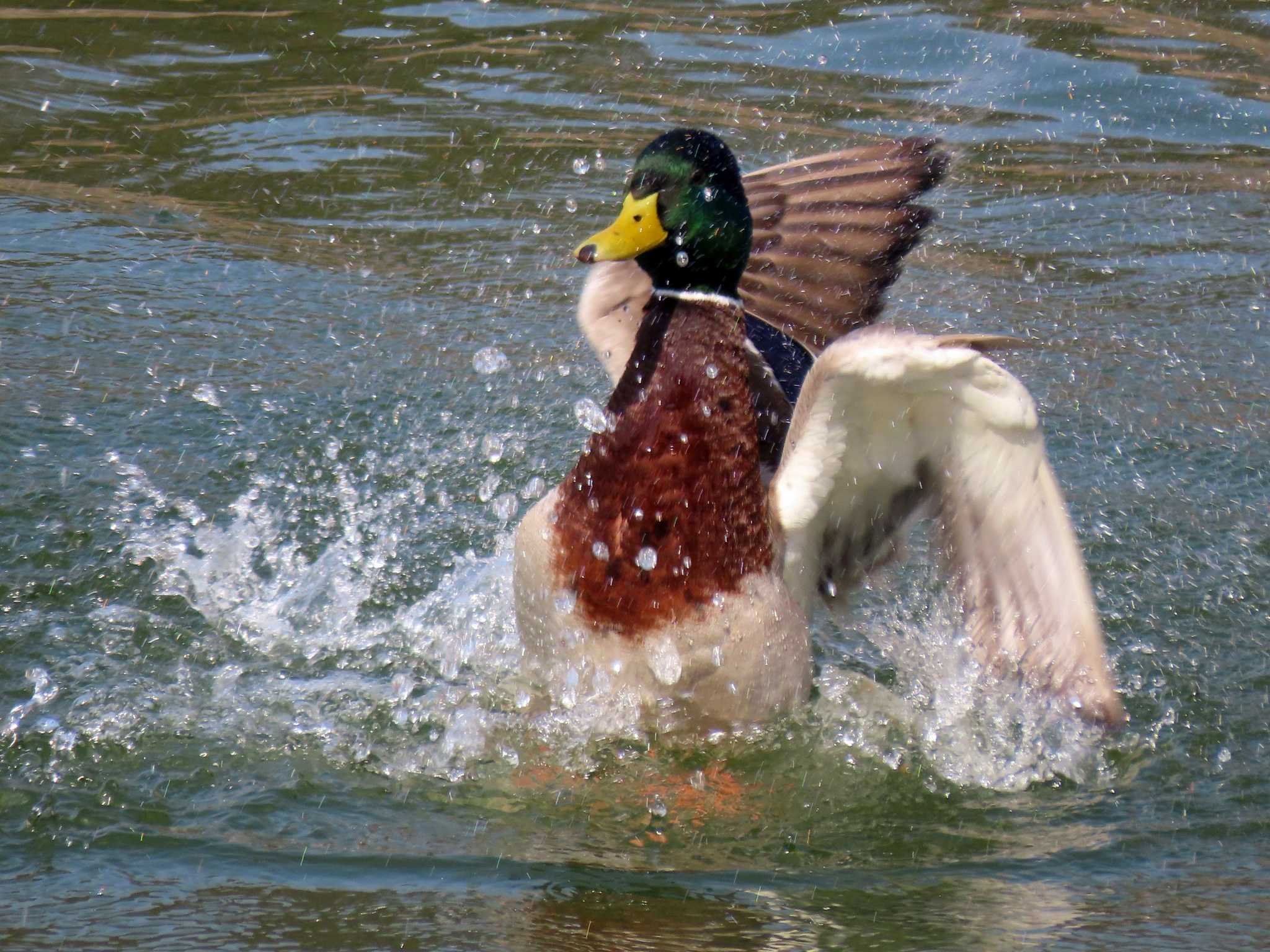 Photo of Mallard at 愛知県森林公園 by OHモリ