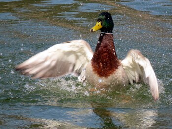 マガモ 愛知県森林公園 2022年3月5日(土)