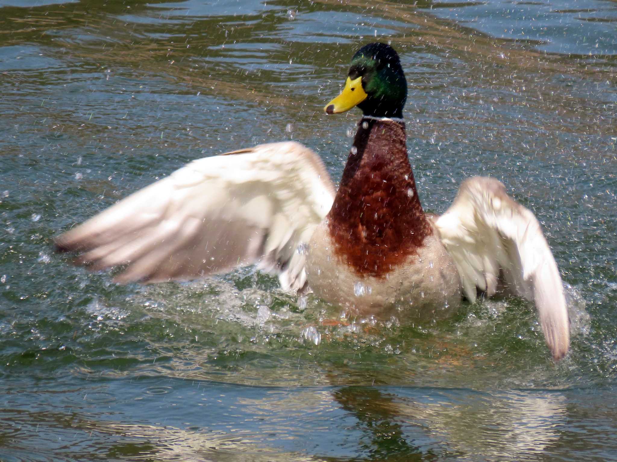 愛知県森林公園 マガモの写真 by OHモリ