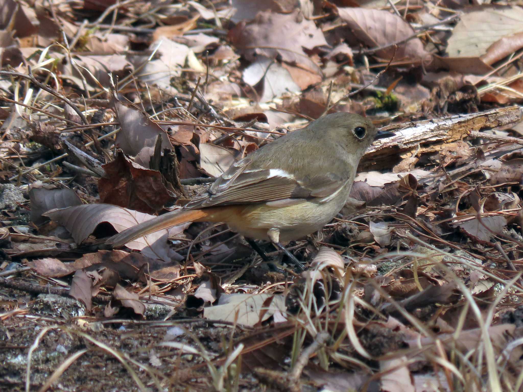 Daurian Redstart