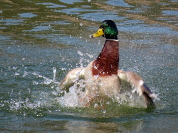 マガモ 愛知県森林公園 2022年3月5日(土)