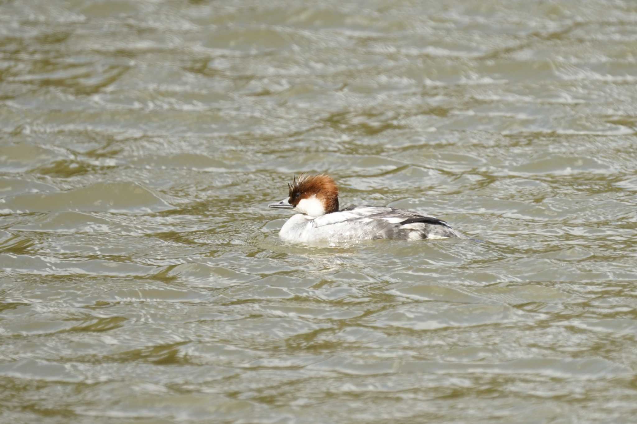 Photo of Smew at 松江市下佐陀町 by ひらも