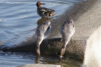 2022年3月6日(日) 多摩川二ヶ領宿河原堰の野鳥観察記録