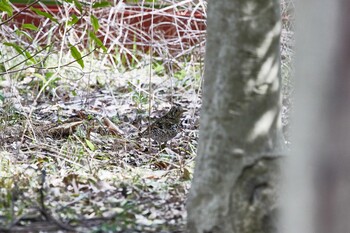 トラツグミ 大阪城公園 2022年3月6日(日)