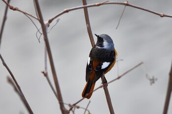 2022年3月6日(日) 大阪城公園の野鳥観察記録