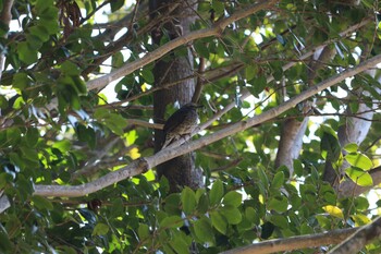 Brown-eared Bulbul 天拝山歴史自然公園 Sun, 2/27/2022