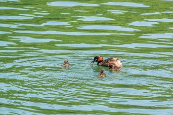 Little Grebe Mikiyama Forest Park Thu, 5/5/2016