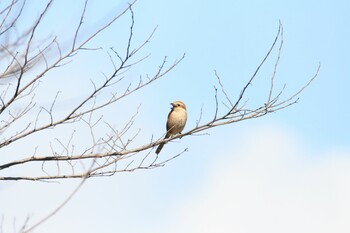 Bull-headed Shrike Unknown Spots Sun, 3/6/2022