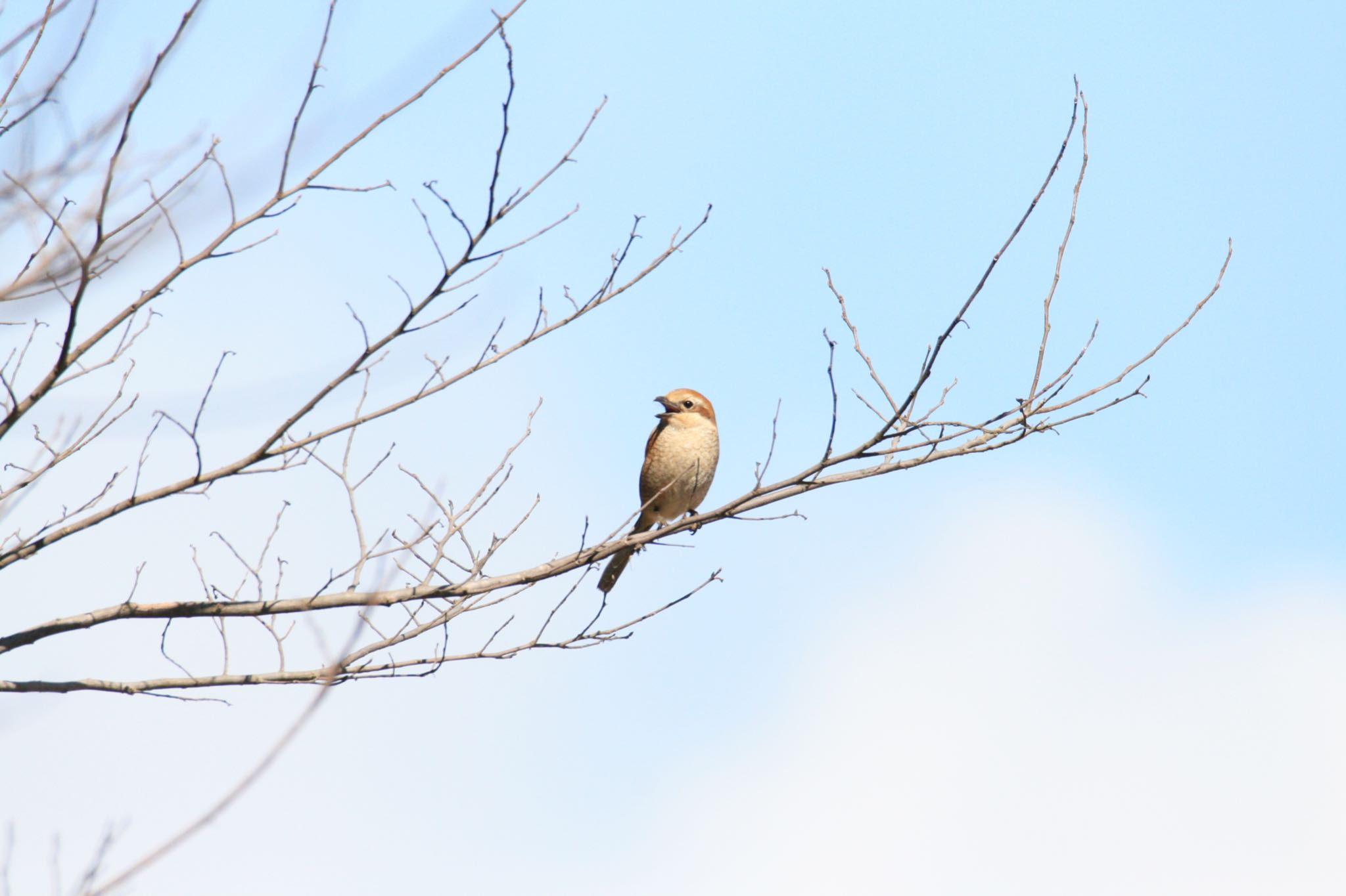 Photo of Bull-headed Shrike at  by Koutoku