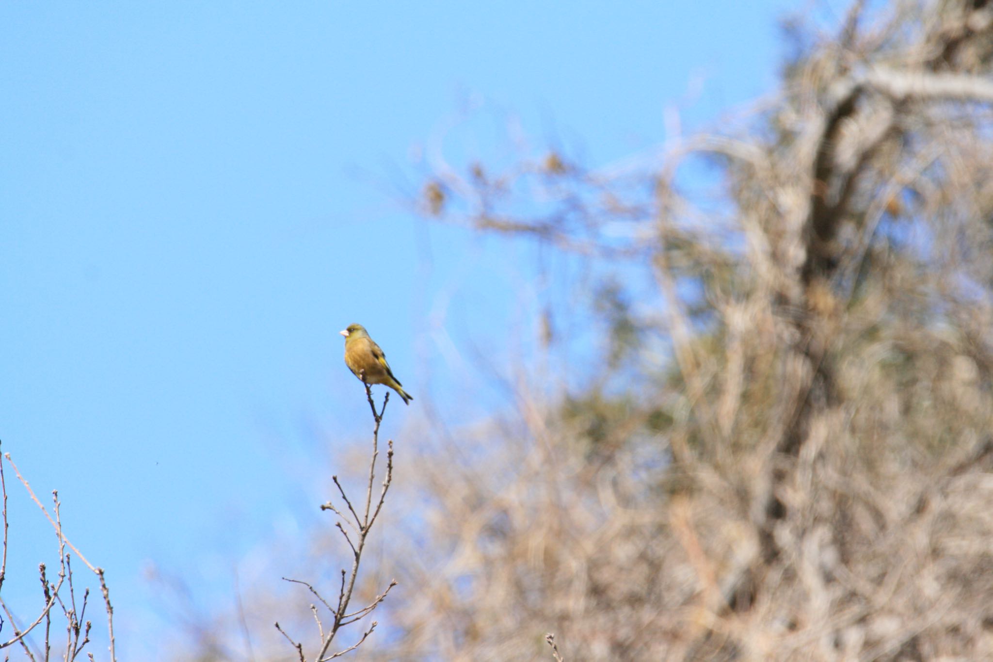 Photo of Grey-capped Greenfinch at  by Koutoku