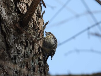 Japanese Pygmy Woodpecker Mt. Yatsugatake(neaby Pension Albion) Sat, 3/5/2022
