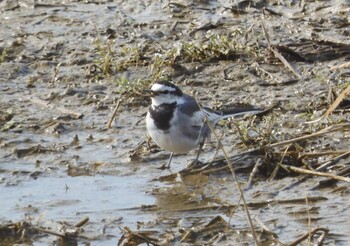 White Wagtail Izumi Crane Observation Center Fri, 2/18/2022