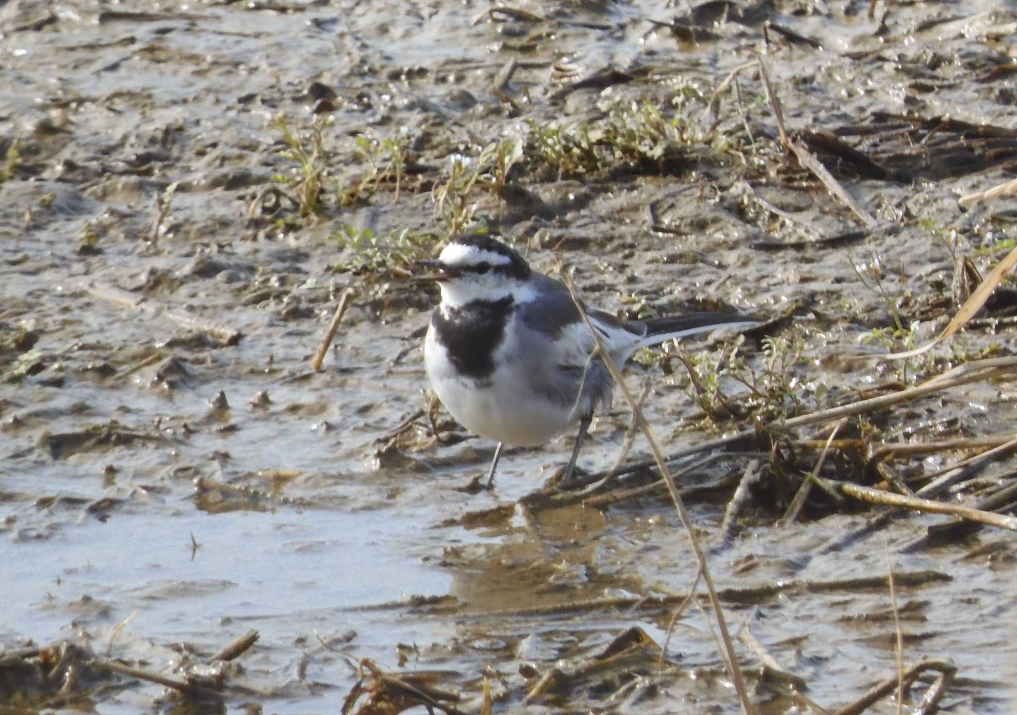 Photo of White Wagtail at Izumi Crane Observation Center by momochan