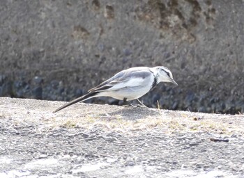 White Wagtail Izumi Crane Observation Center Fri, 2/18/2022