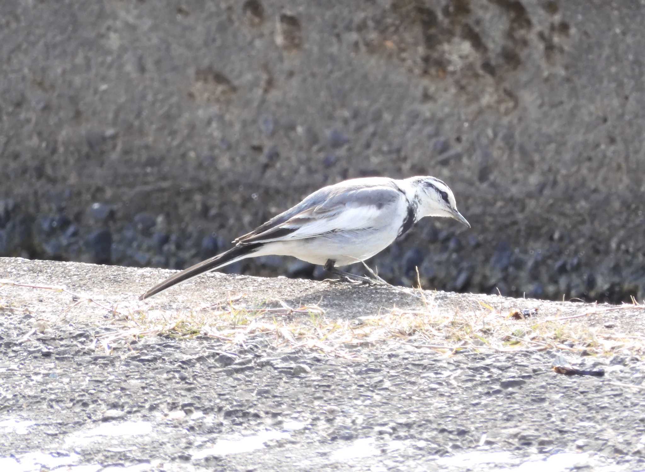 Photo of White Wagtail at Izumi Crane Observation Center by momochan