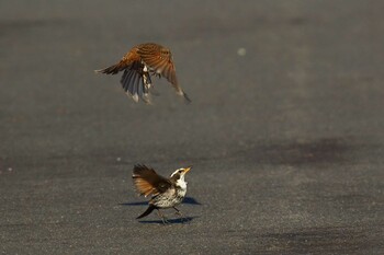 Dusky Thrush 愛知県 Fri, 2/11/2022