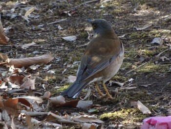 2022年3月6日(日) 奈良山公園の野鳥観察記録