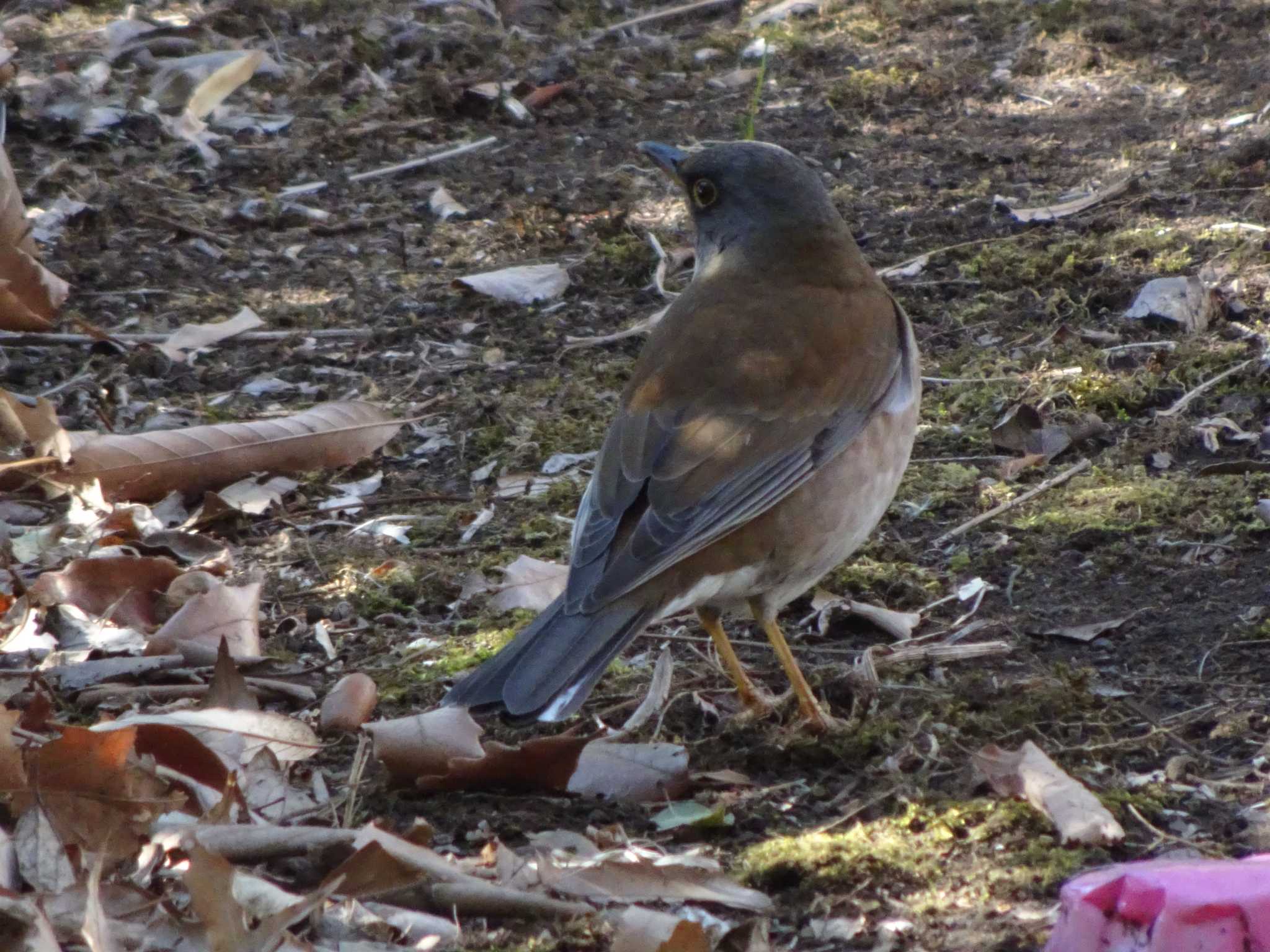 Photo of Pale Thrush at 奈良山公園 by Kozakuraband