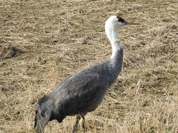 Hooded Crane Izumi Crane Observation Center Fri, 2/18/2022