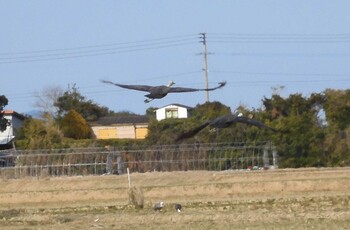 ナベヅル 出水市ツル観察センター 2022年2月18日(金)