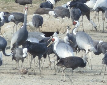 White-naped Crane Izumi Crane Observation Center Fri, 2/18/2022