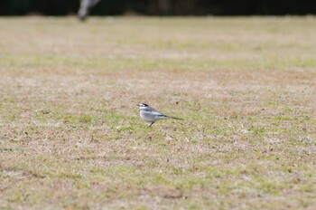 ハクセキレイ 千葉市泉自然公園 2022年1月15日(土)