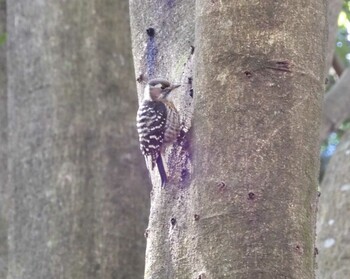 Japanese Pygmy Woodpecker 立田山憩いの森 Mon, 2/21/2022