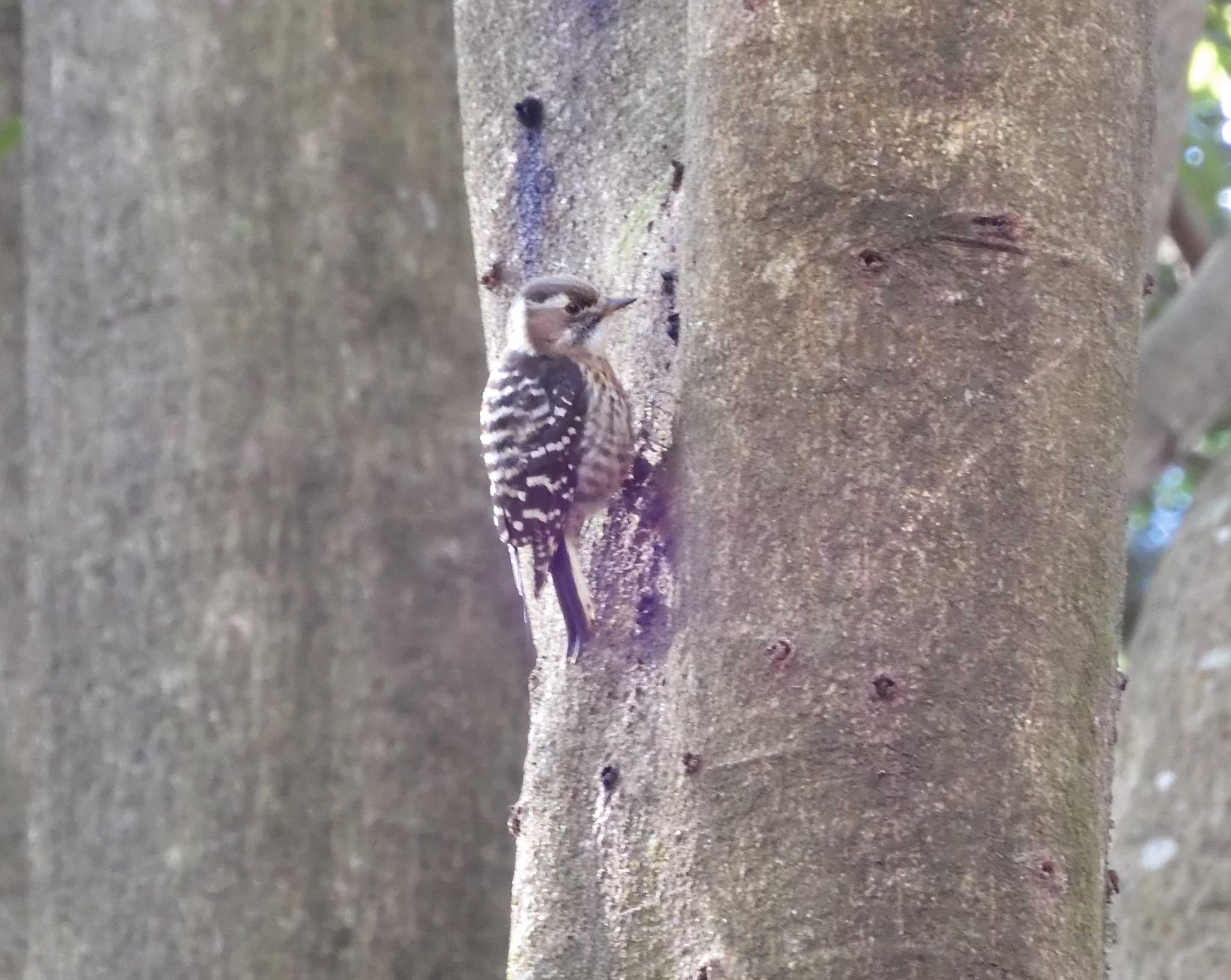 Photo of Japanese Pygmy Woodpecker at 立田山憩いの森 by momochan