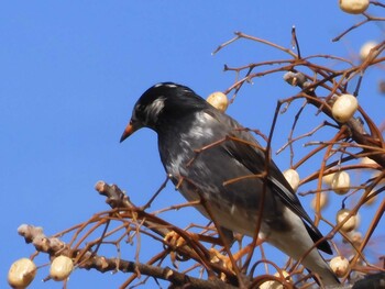 White-cheeked Starling 中津城(大分県中津市) Mon, 1/24/2022