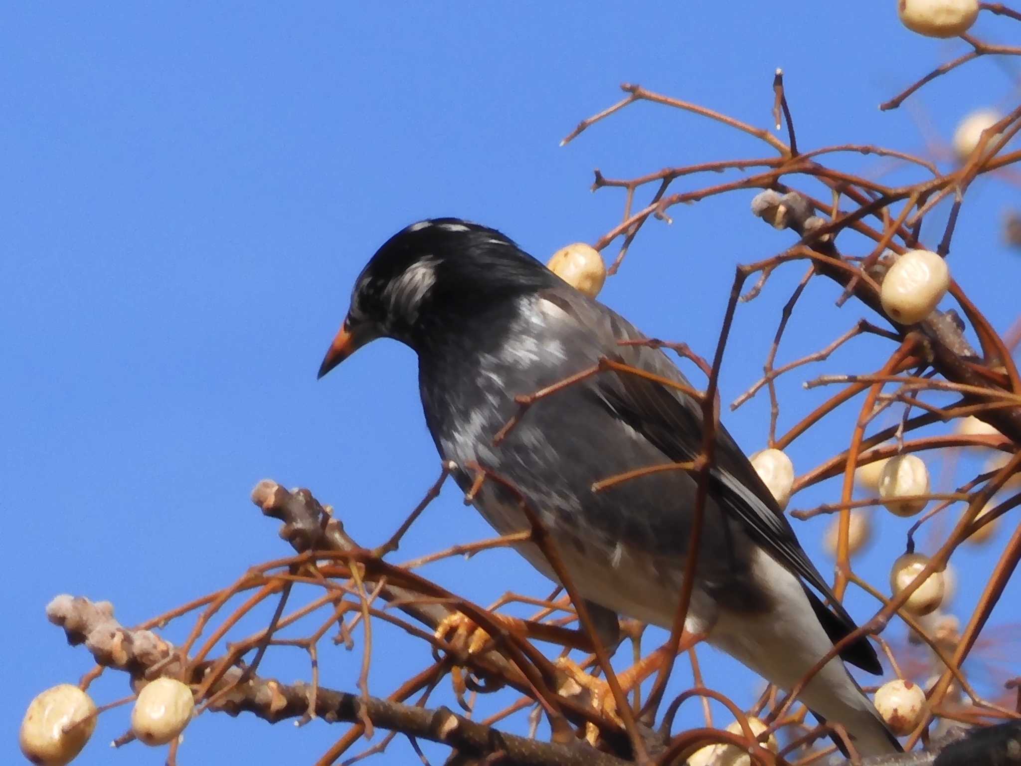 Photo of White-cheeked Starling at 中津城(大分県中津市) by momochan