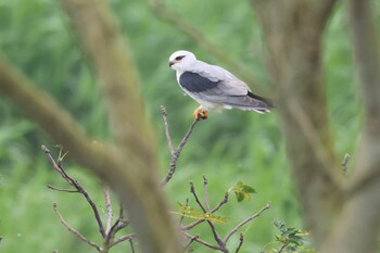 Black-winged Kite 關渡自然公園 Sun, 3/6/2022