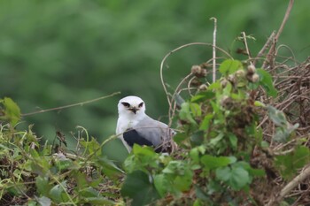 Black-winged Kite 關渡自然公園 Sun, 3/6/2022