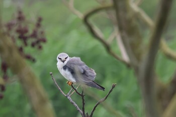 Black-winged Kite 關渡自然公園 Sun, 3/6/2022