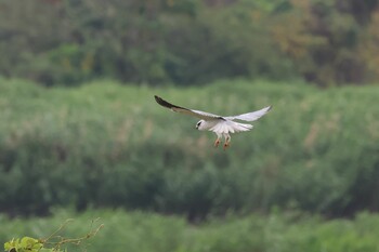 Black-winged Kite 關渡自然公園 Sun, 3/6/2022