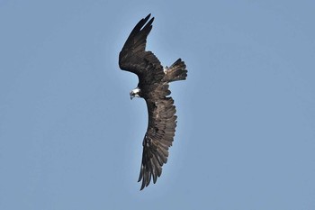 Osprey Unknown Spots Thu, 10/12/2017