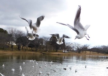 ユリカモメ 駕与丁公園 2022年2月10日(木)