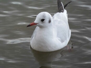 Black-headed Gull 駕与丁公園 Thu, 2/10/2022