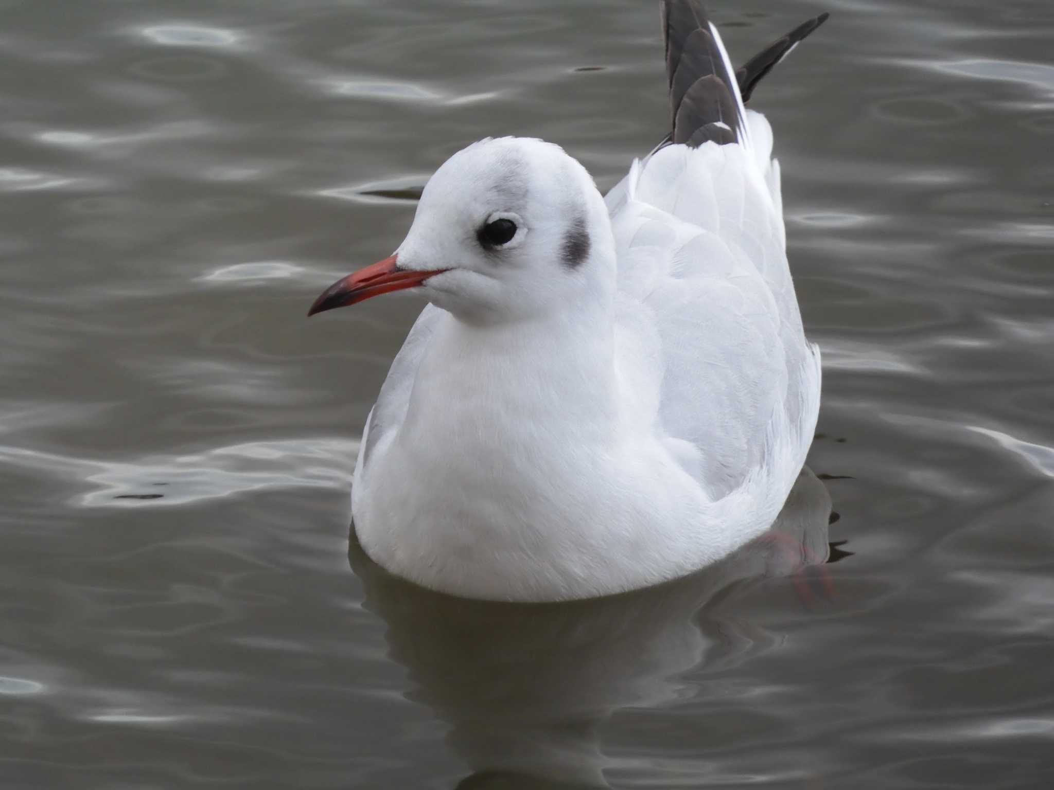 Photo of Black-headed Gull at 駕与丁公園 by momochan