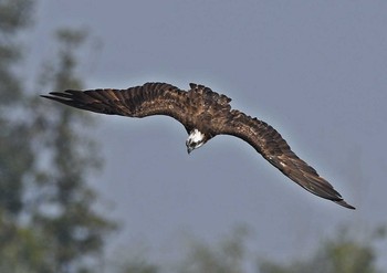 Osprey Unknown Spots Thu, 10/12/2017