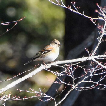 Brambling 鷹ノ巣山 Sat, 3/5/2022