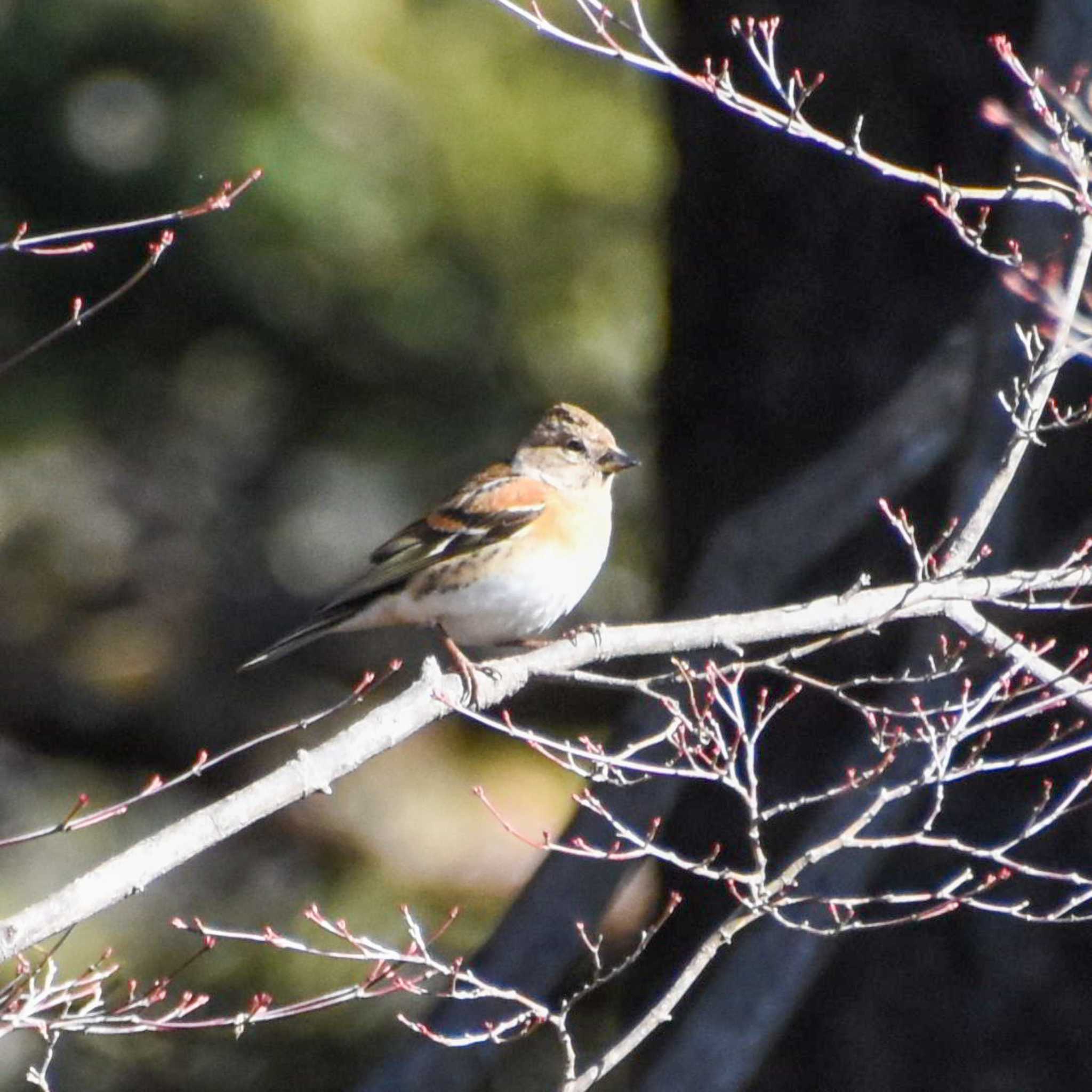 Photo of Brambling at 鷹ノ巣山 by Mr.Quiet