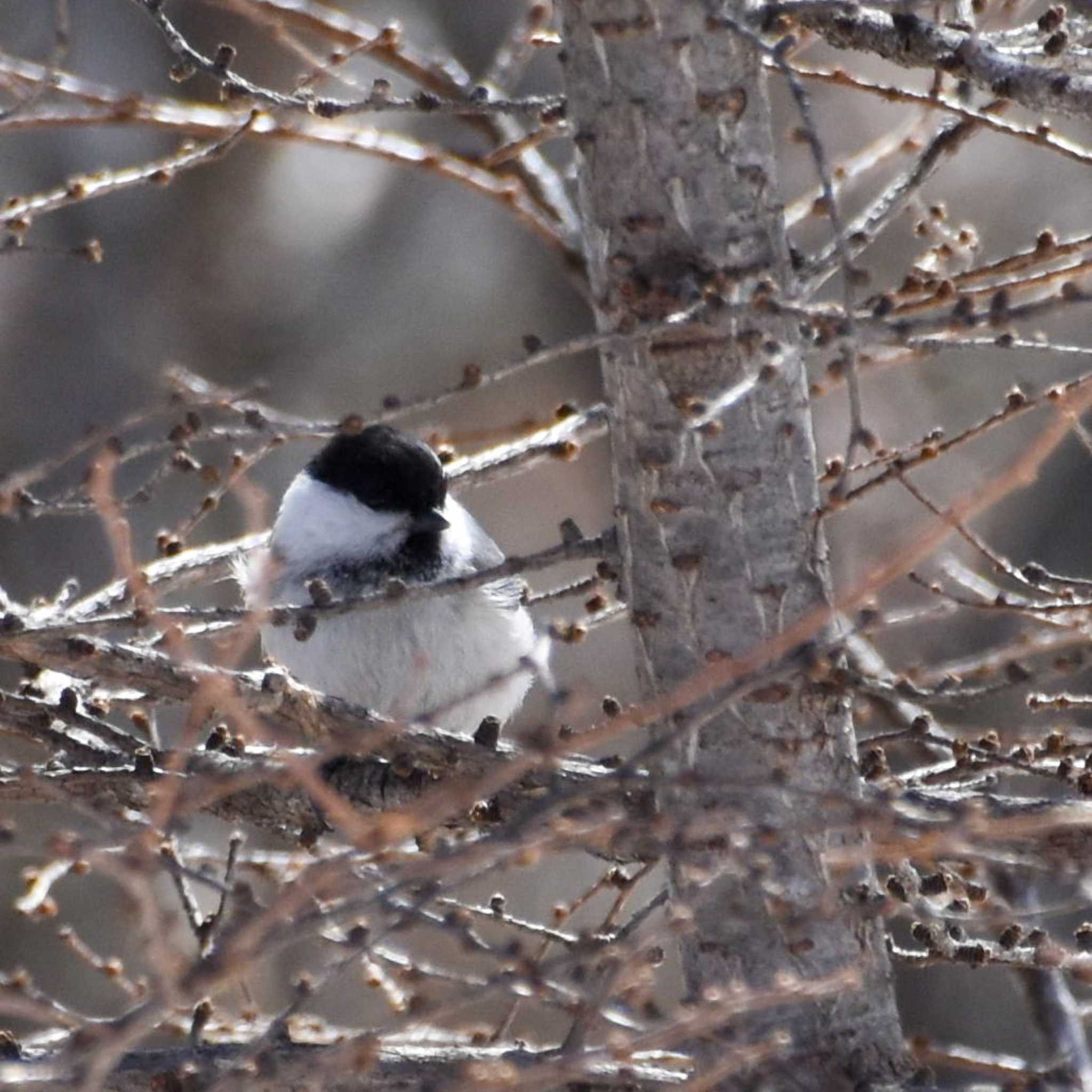 Photo of Coal Tit at 鷹ノ巣山 by Mr.Quiet